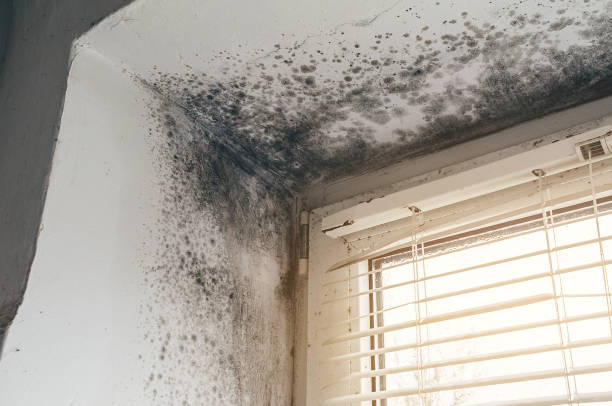 Affordable Mold Removal solutions in Longmont, CO